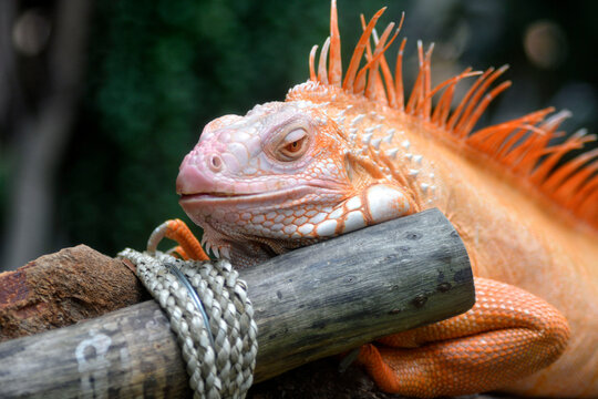 A striking orange iguana rests on a wooden branch, its spiky crest and textured scales glowing vividly against the blurred green background.