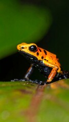 Fototapeta premium Orange Poison Dart Frog on Leaf