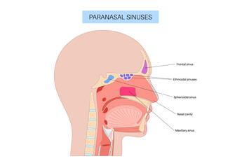 Paranasal sinus poster