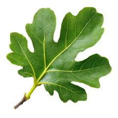 Fig leaf, isolated on transparent background