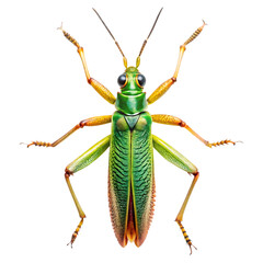 Zoraptera Isolated on a transparent background