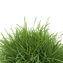 Obraz premium Lush green grass close-up view representing natural lawn care and gardening outdoor freshness