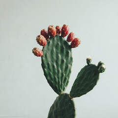 Cactus de Nopal con Tunas Rojas Maduras y Flores sobre Fondo Minimalista