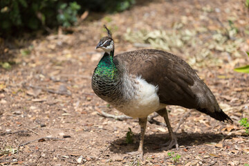 Female wild Indian peafowl (Pavo cristatus) on Malta Island.
