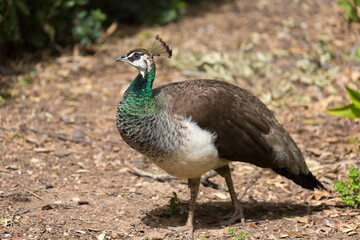 Female wild Indian peafowl (Pavo cristatus) on Malta Island.