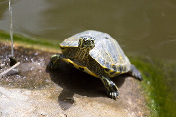 Fototapeta premium A turtle (Trachemys scripta) stretching its neck on the Mediterranean coast.