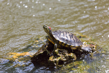 Obraz premium A turtle (Trachemys scripta) stretching its neck on the Mediterranean coast.