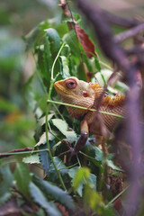 Oriental garden lizard in tree beanch