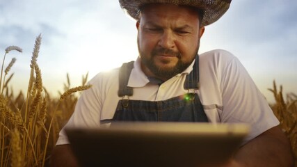 Picturesque rural scenery with farmer viewing golden wheat spikelets in farmland . Organic farming and rural life, successful agribusiness, ecological region for farming, professional agronomist