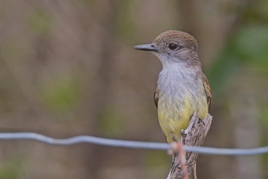 Lesser Antillean Flycatcher (Myiarchus oberi), perched, close, portrait, Barbuda, West Indies.