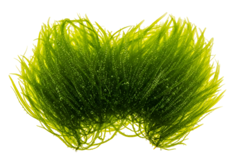 Close-up view of vibrant green seaweed, displaying intricate details and delicate structures, with air bubbles adding a captivating texture to its surface.