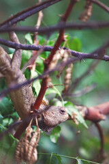 Oriental garden lizard in tree beanch	