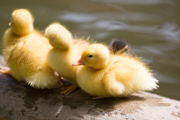 Wild ducklings walking in a line near the pond in the Republic of Malta.