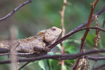 Oriental garden lizard in tree beanch