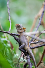Oriental garden lizard in tree beanch