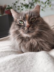 A cute fluffy grey cat with green eyes is looking towards the top