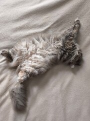 A cute fluffy grey cat sleeps upside down. A fat fluffy cat. 