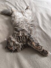 A cute fluffy grey cat sleeps upside down. A fat fluffy cat. 