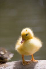 A portrait of a wild duckling, Republic of Malta.