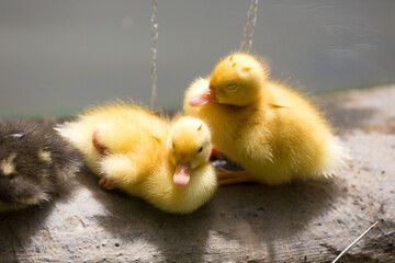 Two ducklings resting by the water, Republic of Malta
