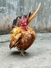 Japanese Bantam chicken, Chabo Bantam chicken