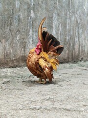Japanese Bantam chicken, Chabo Bantam chicken