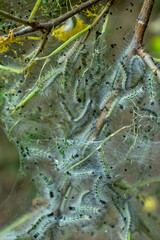Close-up of caterpillars inside silky webbing on branches, showing communal feeding behavior of larvae. Dense silk nest structure protects them as they consume leaves during early insect development