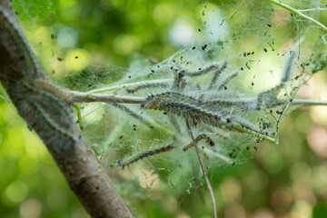 A wide, panoramic view of a massive gorge with a winding river and a small village, perfect for illustrating themes of natural grandeur, peaceful rural life, and scenic landscapes at sunset