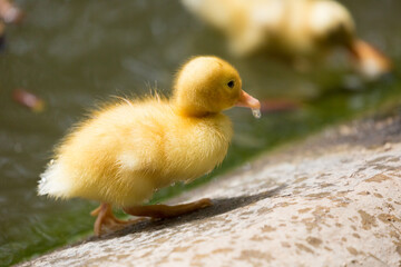 A wild duckling climbing up a slope after coming out of the water, Republic of Malta