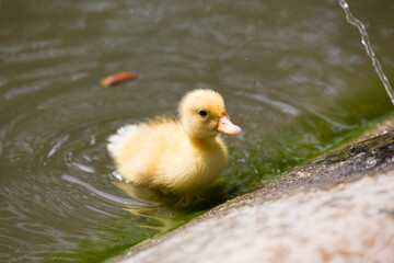 A duckling swimming slowly, Republic of Malta