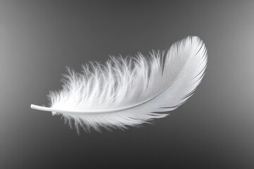 Fototapeta premium Single delicate white feather floating gently against a smooth gradient gray background, evoking a sense of lightness and tranquility
