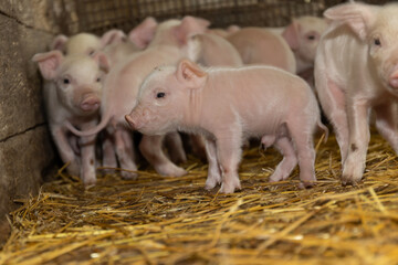 A group of small piglets congregates in a warm barn filled with straw. They appear curious and playful, with some venturing further away, showcasing their lively nature on the farm. © olga_sova