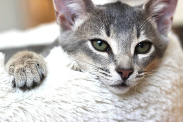 Domestic Abyssinian kitten lying on fur mat
