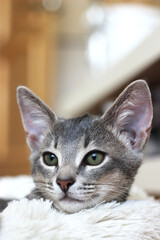 Domestic Abyssinian kitten lying on fur mat
