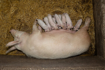 A mother pig lies comfortably in a straw-filled barn, nursing her adorable piglets. The piglets are small and lively, showcasing their natural behavior in a nurturing setting. © olga_sova