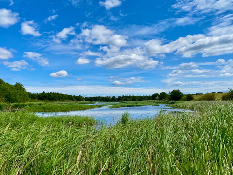 Wetland landscape in Kalvebod F&aelig;lled, Naturpark Amager, Denmark