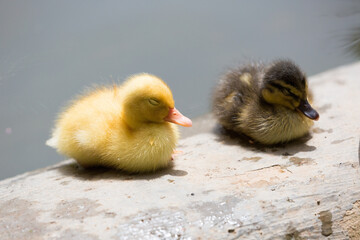 A baby duck, a yellow duckling sleeping by the water's edge, Republic of Malta.