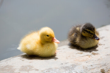 A baby duck, a yellow duckling resting by the water's edge, Republic of Malta.