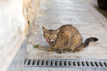 A brown tabby cat licks its nose with its tongue on a stone wall in Malta.