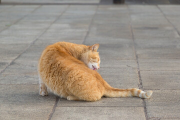 Orange tabby cat grooming itself on the paving stone, Republic of Malta