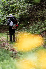 Obraz premium Hiker walking on trail in lush forest during summer day