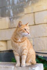 An orange tabby cat sits on a stone wall in the Republic of Malta, surveying its surroundings.