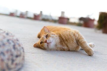An orange tabby cat rolling over on a stone path