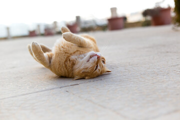 An orange tabby cat rolling over on a stone path, Republic of Malta.