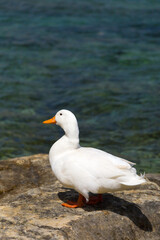 A wild white duck overlooking the Mediterranean Sea, Republic of Malta