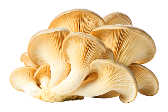 Golden Oyster Mushroom Cluster: Capturing a close-up shot of a cluster of exquisite golden oyster mushrooms, displaying intricate textures and delicate forms against a simple backdrop.