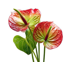 Close-up of three vibrant anthuriums, red-orange blooms, lush green leaves