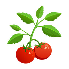 tomato with leaves