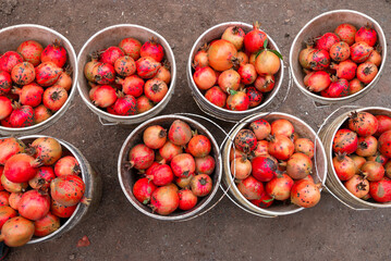 Ripe pomegranate fruits on the tree in garden. Pomegranate tree plantation in season picking