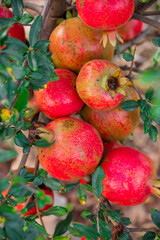 Ripe pomegranate fruits on the tree in garden. Pomegranate tree plantation in season picking
